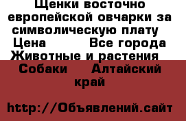 Щенки восточно европейской овчарки за символическую плату › Цена ­ 250 - Все города Животные и растения » Собаки   . Алтайский край